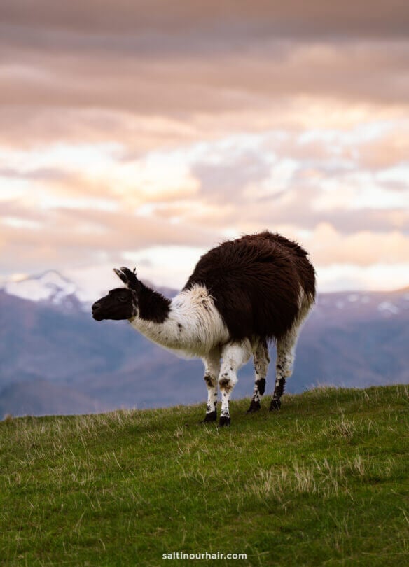 A llama with a dark brown and white coat stands on a grassy hill in Deer Park Heights, overlooking mountains and a cloudy sky&mdash;one of the unique sights among things to do in Queenstown.