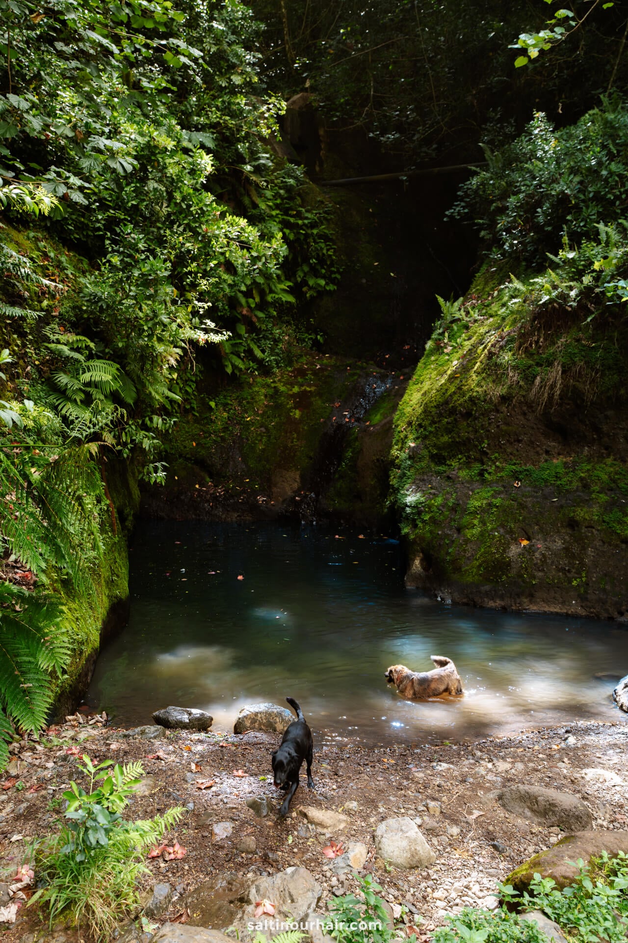Two dogs play near the edge of a small, shaded forest pond surrounded by dense green foliage and mossy rocks&mdash;a tranquil spot that could easily be among the hidden gems found in things to do Rarotonga guides.