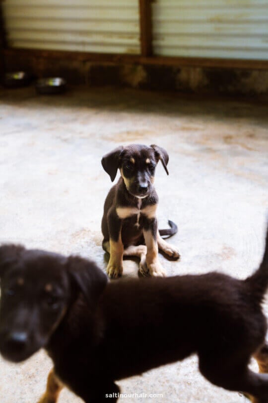 Two black and tan puppies are on a concrete floor indoors; one sits in the background while the other stands closer to the camera, looking as curious as if exploring all the things to do Rarotonga has to offer.