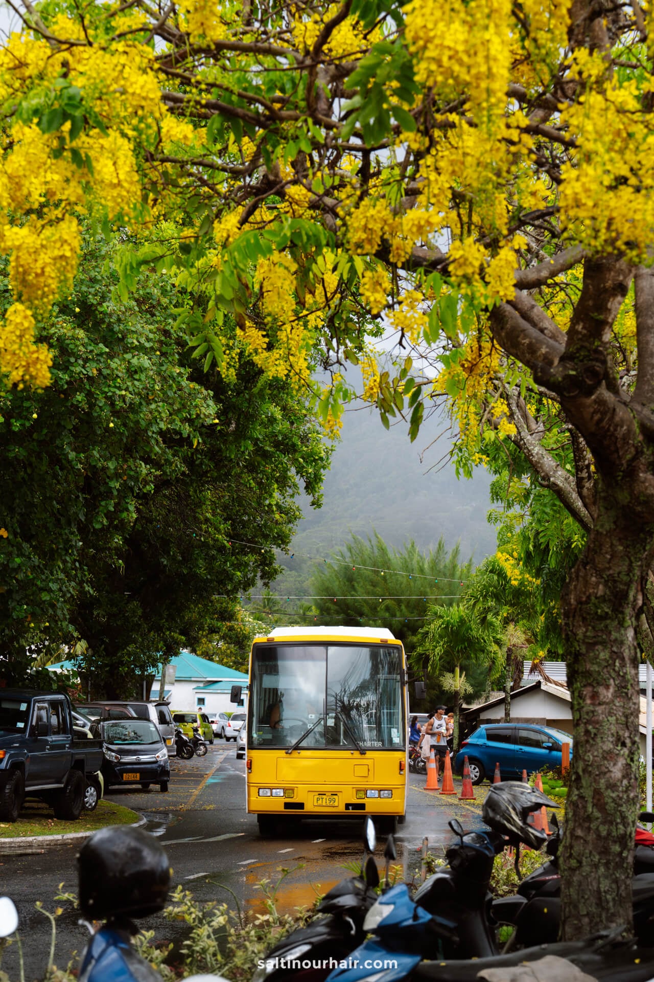 A yellow bus drives down a tree-lined street with yellow flowers, surrounded by parked cars and motorbikes on a cloudy day&mdash;reminiscent of the scenic routes among things to do in Rarotonga, Cook Islands