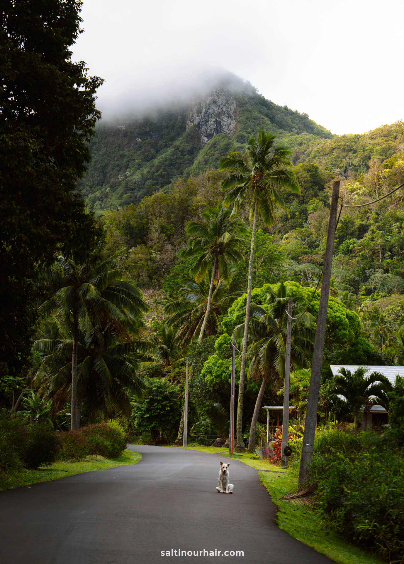 A dog sits in the middle of a quiet, winding road on Rarotonga, surrounded by lush greenery and palm trees, with a mist-covered mountain in the background&mdash;capturing the tranquility among the many things to do Rarotonga offers.