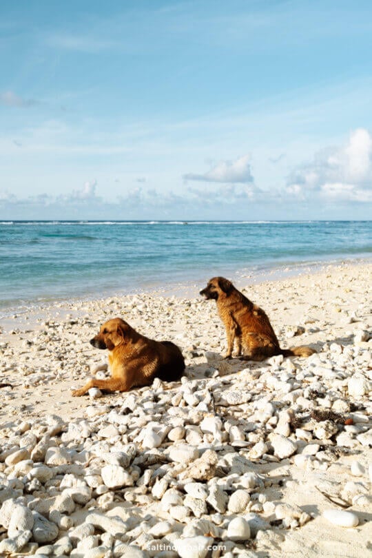 Two brown dogs rest on a rocky beach, facing the ocean under a blue sky with scattered clouds&mdash;just one of the peaceful things to do in Rarotonga.
