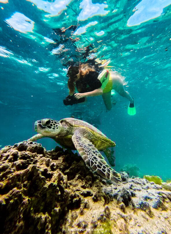 A person snorkeling underwater photographs a sea turtle swimming near coral in clear blue water&mdash;one of the unforgettable things to do Rarotonga offers visitors.