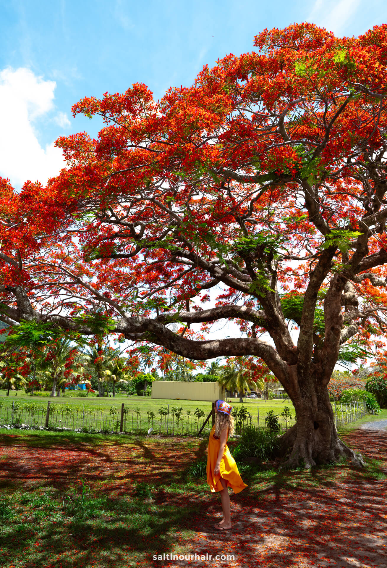 A person in a yellow dress stands under a large tree with bright red-orange flowers, surrounded by green grass and palm trees&mdash;capturing the beauty of one of the top things to do Rarotonga has to offer.