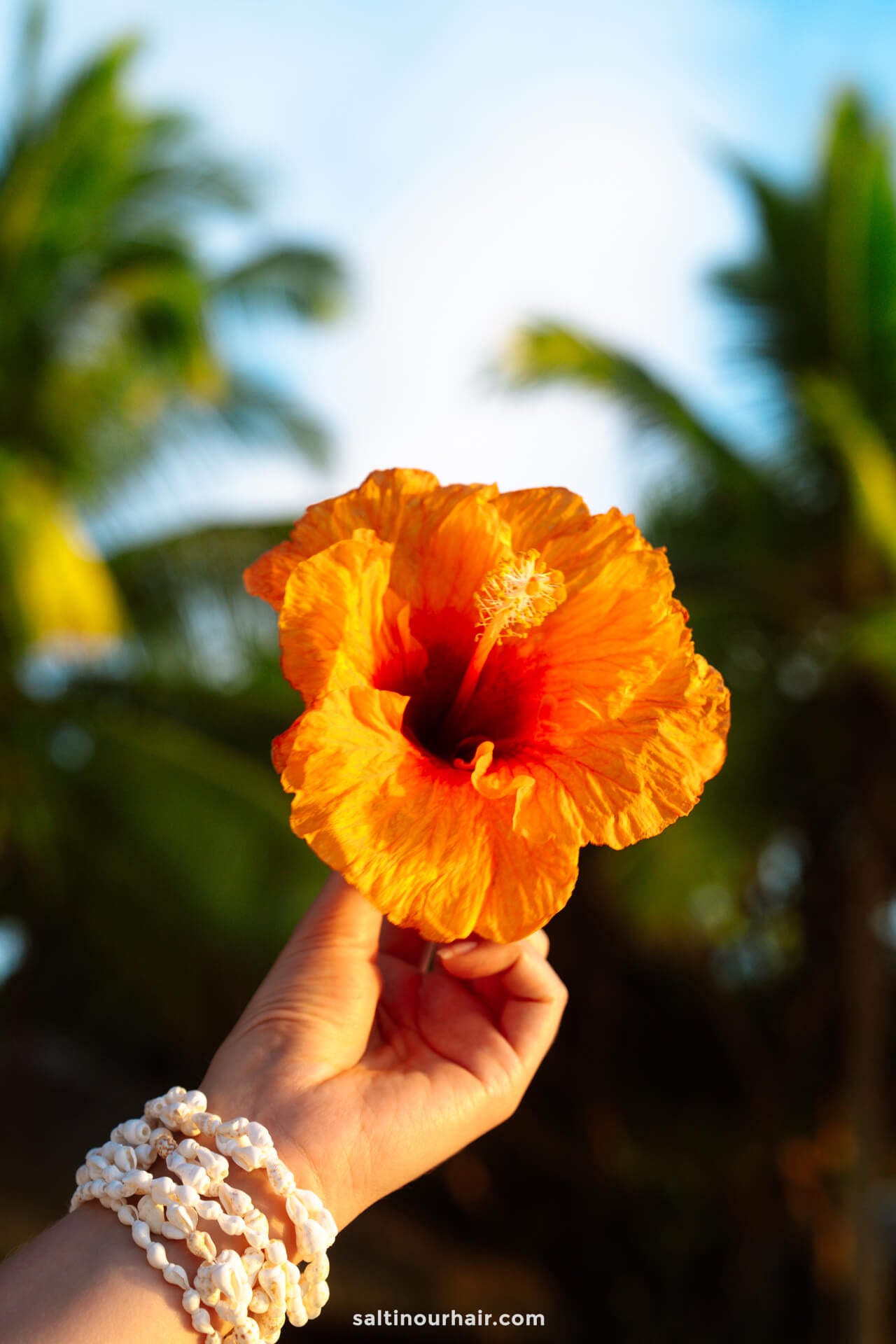 A hand wearing shell bracelets holds an orange hibiscus flower against a backdrop of palm trees and a blue sky&mdash;capturing the tropical vibe and must-see beauty among things to do Rarotonga.