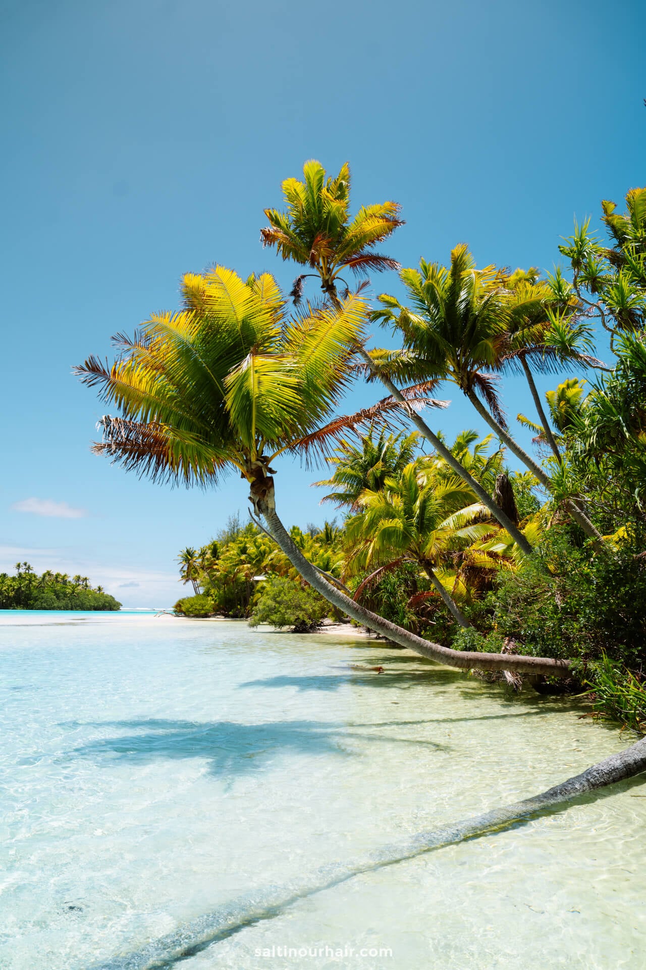 Tropical palm trees leaning over clear, shallow turquoise water on a sunny day with a blue sky, capturing the idyllic beauty of Aitutaki, cook islands