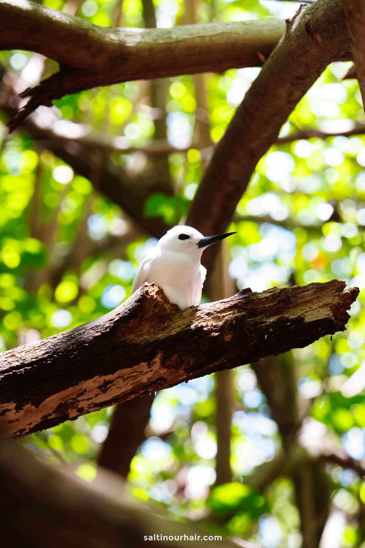 A baby white Tern bird is perched on a thick tree branch amid green foliage in bright daylight, capturing the serene beauty of Aitutaki island, cook islands