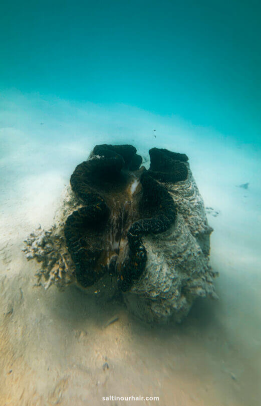 A giant clam rests on the sandy ocean floor underwater near Aitutaki island, its shell partially open and dark, textured edges visible.