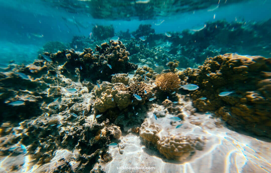 Underwater view of a coral reef off Aitutaki Island, cook islands, showcasing vibrant coral formations and small fish swimming in clear blue water.