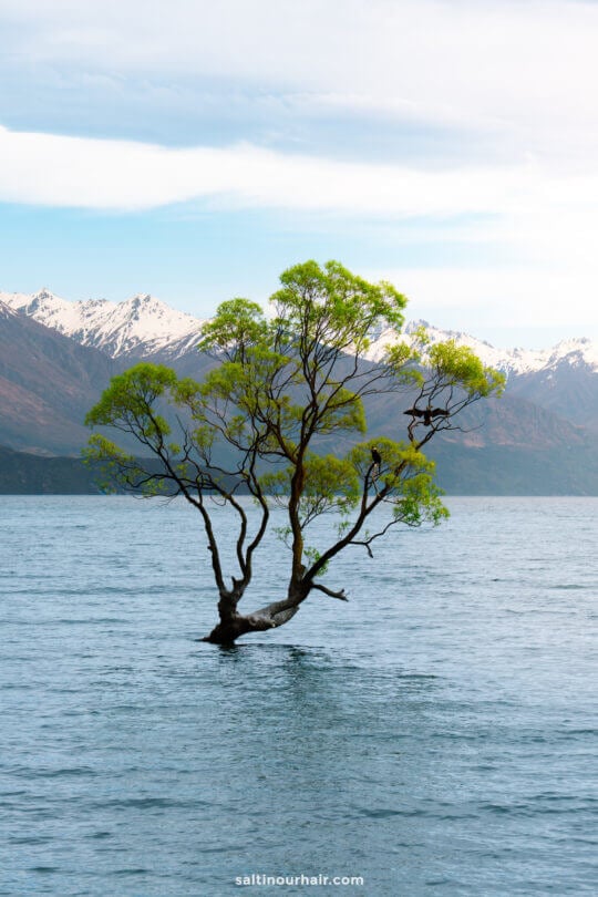 that wanaka tree stands in the water of a lake with snow-capped mountains in the background, near the renowned Rob Roy Track, new zealand