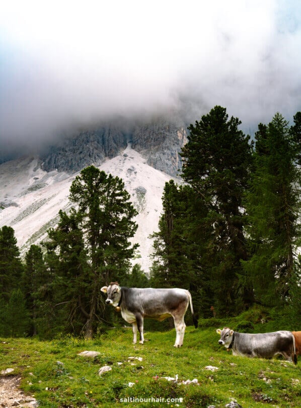 Two cows stand on green grass in a mountain meadow along the Adolf Munkel Trail, with tall pine trees and fog-covered rocky peaks in the background.