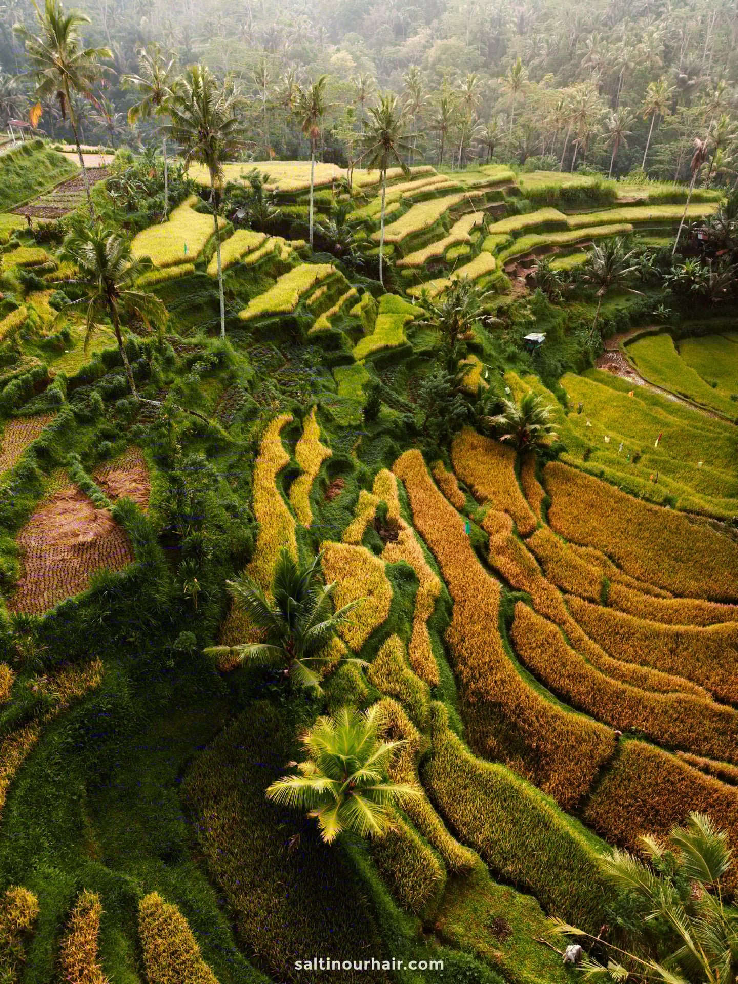 Aerial view of terraced rice fields at Tampaksiring bali with varying shades of green and yellow, surrounded by palm trees, dense vegetation.