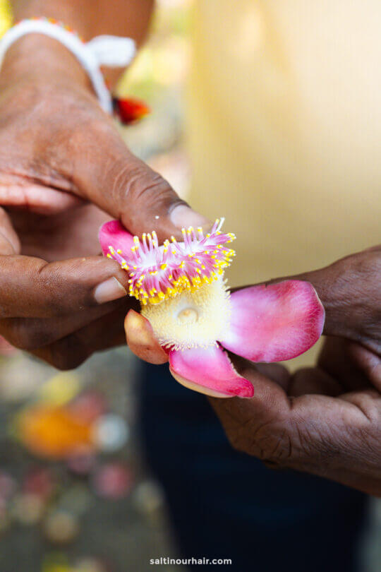 A person holds a pink and white tropical flower with yellow-tipped stamens between their hands&mdash;an image evoking the vibrant beauty found among the many things to do Colombo has to offer.