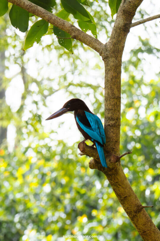 A kingfisher with bright blue wings and a brown head perched on a tree branch in a sunlit forest, reminiscent of the vibrant wildlife you might spot among things to do in Colombo.